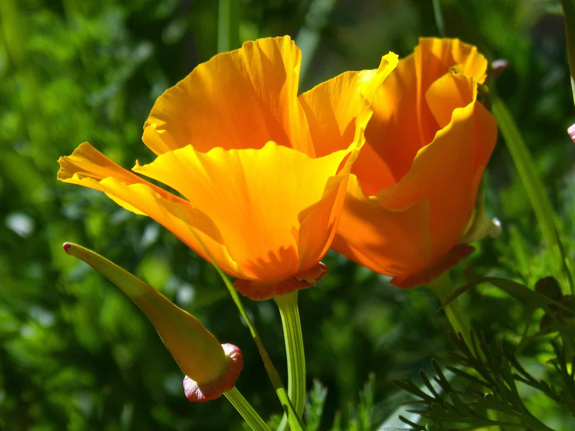 Easy Grow Annual Gift 5-Pack – Pollinator-Friendly Flower Seeds - Image 5