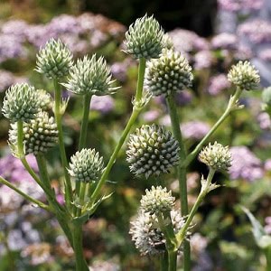 Sea Holly Seeds - Eryngium yuccifolium