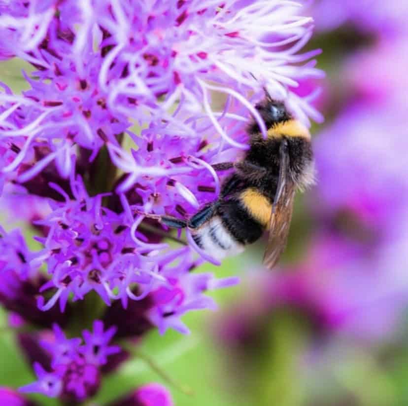 Prairie Blazing Star Seeds - Liatris pycnostachya Native Wild Flowering Garden Pollinator, Tracked Ship - Image 2