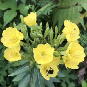 Oenothera Evening Primrose Seeds