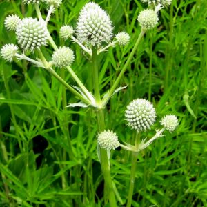 Rattlesnake Master Seeds