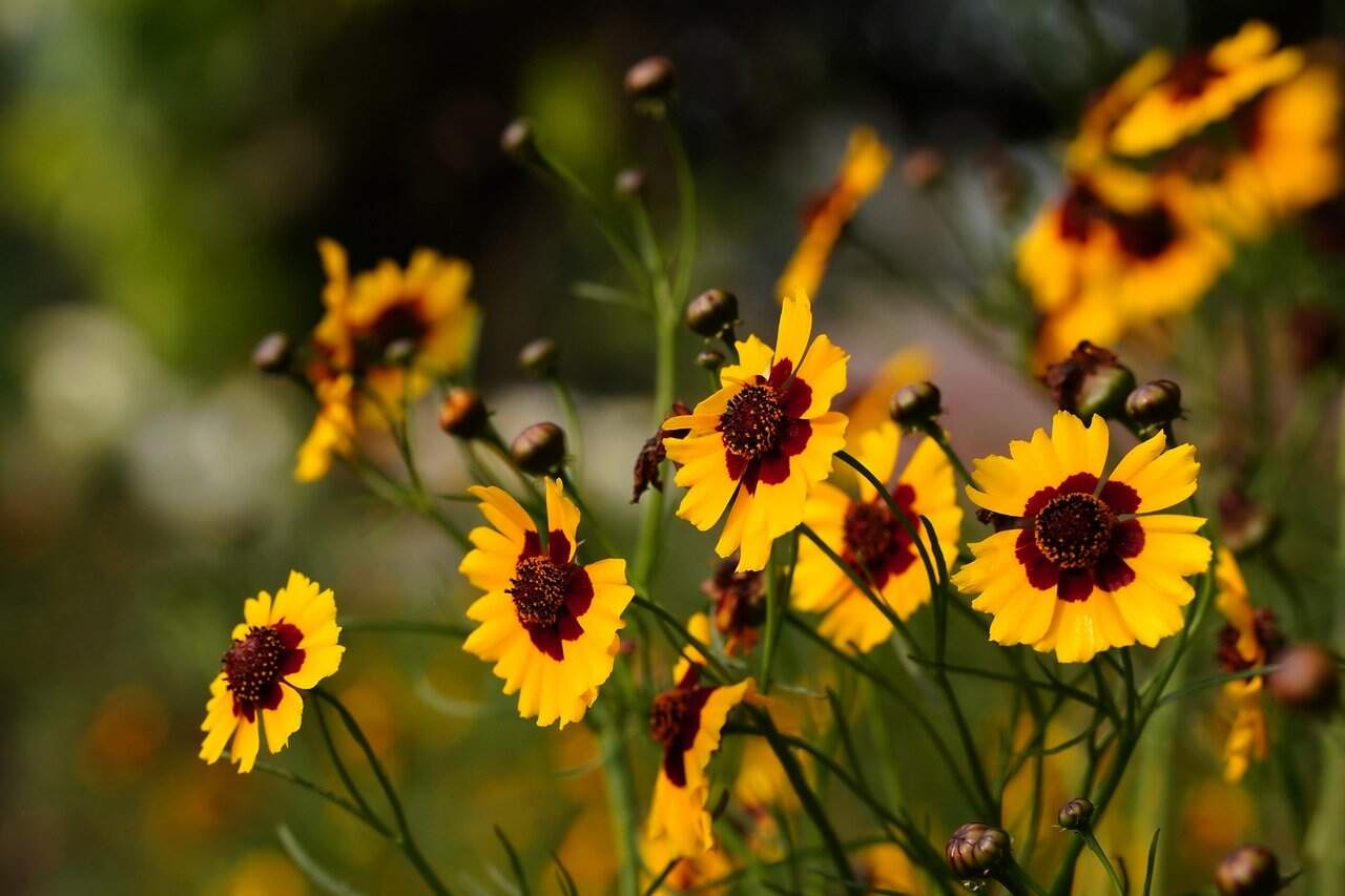 Easy Grow Annual Gift 5-Pack – Pollinator-Friendly Flower Seeds - Image 6