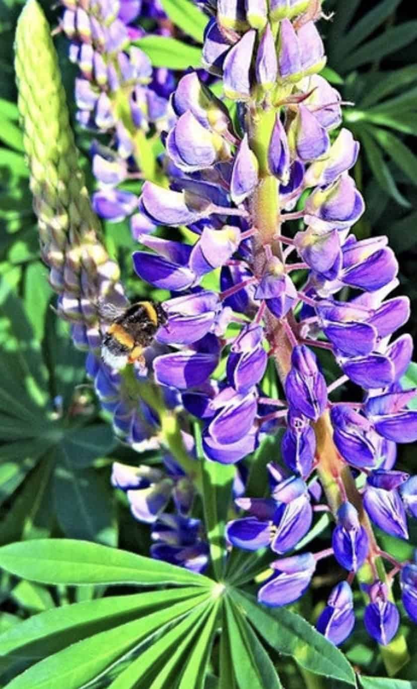 Blue Wild Lupine Seed Meadow or Border Perennial Native Seeds - Lupin perennis - Spring Pollinator