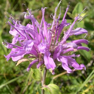 Bee Balm Seeds Native