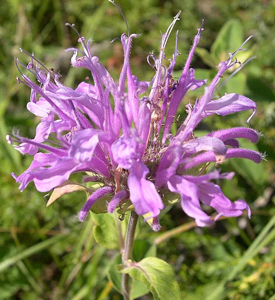 Bee Balm Seeds Native