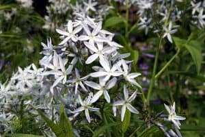 Amsonia hubrichtii