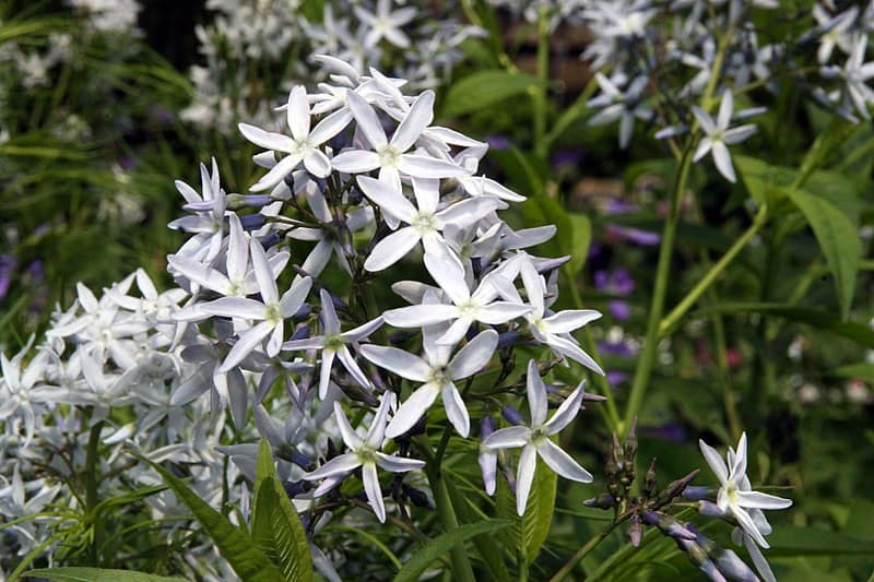 Amsonia hubrichtii