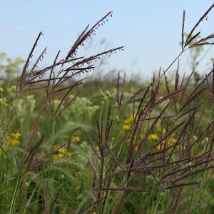 Big Bluestem Grass Seed
