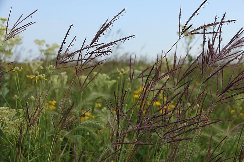 Big Bluestem Grass Seed
