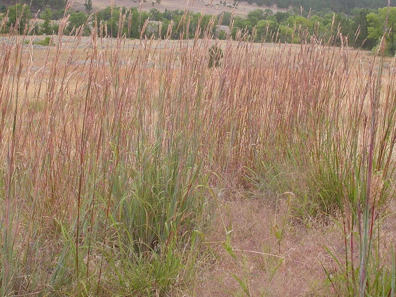 Big Bluestem Grass Seed – Tall Meadow Prairie Perennial Grass | Fall Interest - Image 3