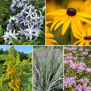 native pollinator seed set