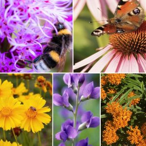 Native Pollinator Seed Set - PA