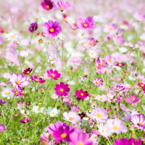 Cosmos Sensation Seed Mix