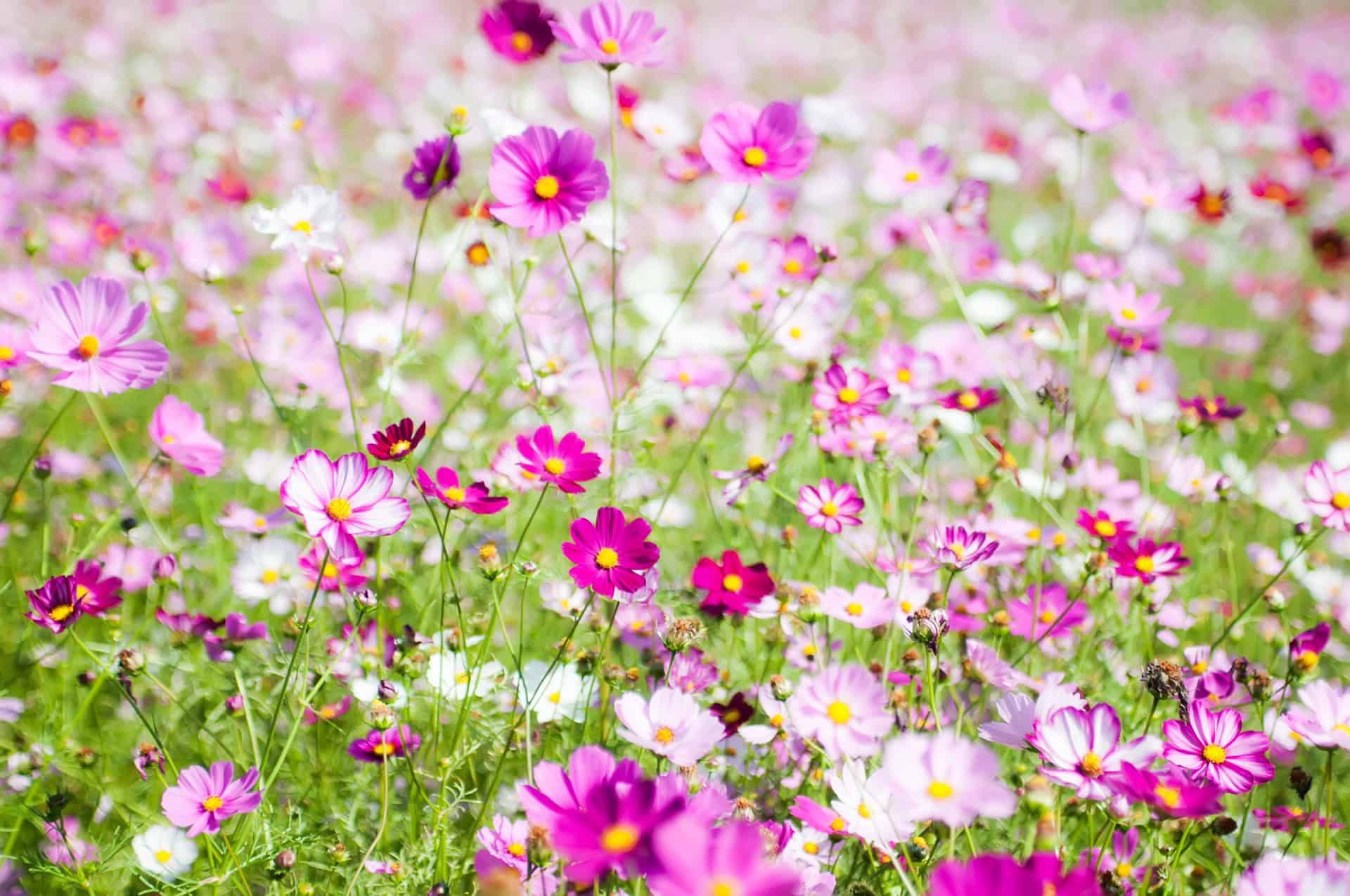 Cosmos Sensation Seed Mix