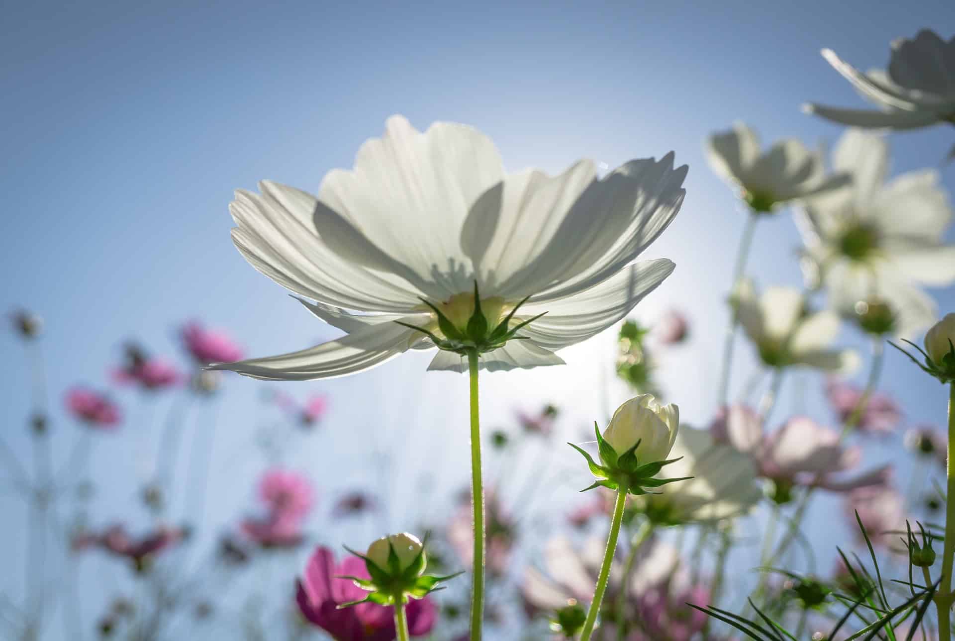 Cosmos Sensation Seed Mixed