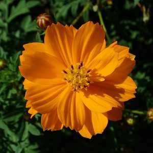 Cosmos sulphureus seeds
