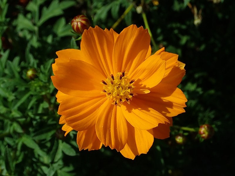 Cosmos sulphureus seeds