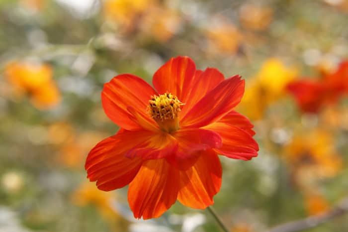 Cosmos Sulphur Orange Seed