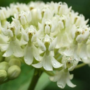 White Swamp Milkweed Seeds