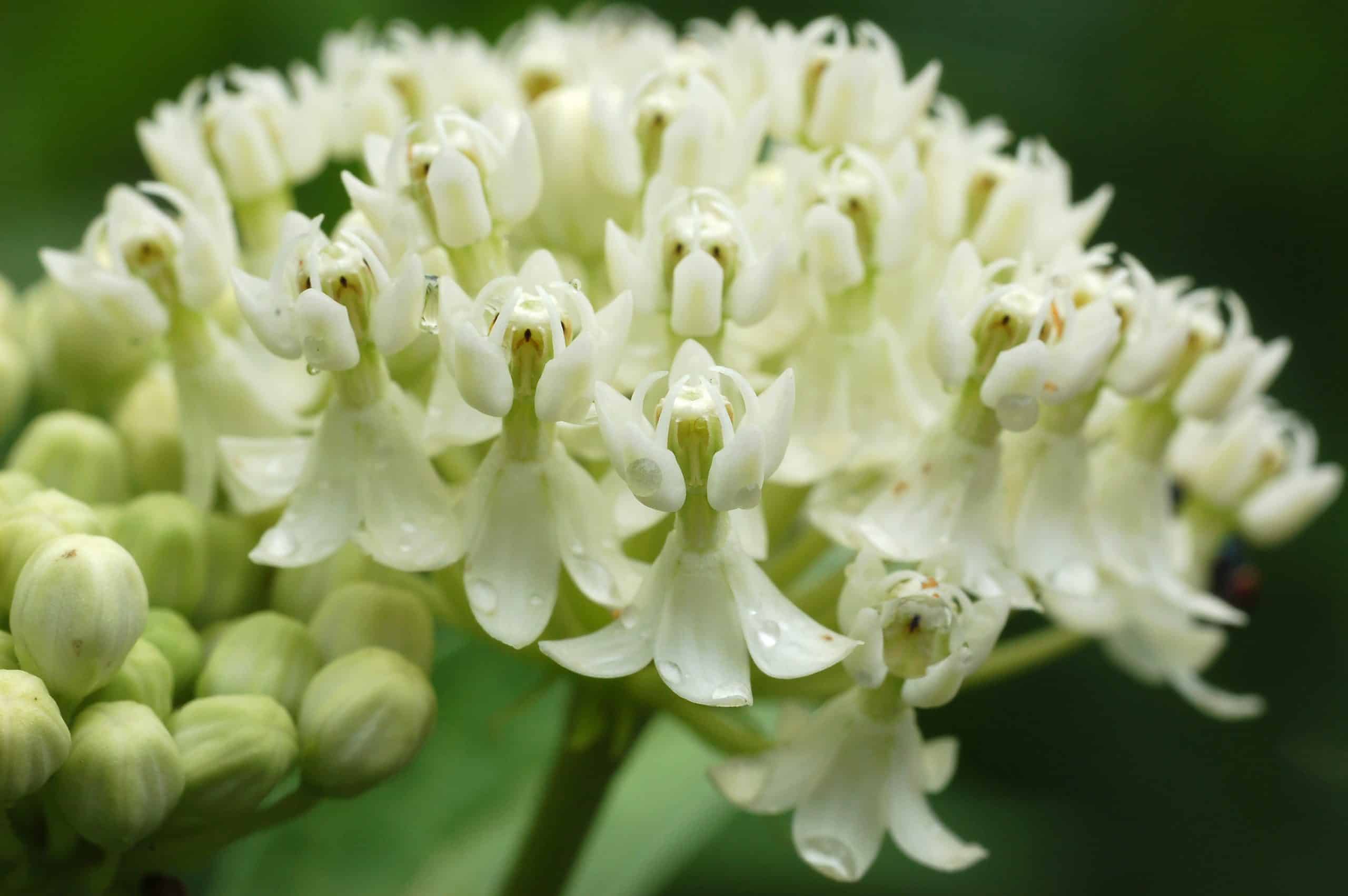 White Swamp Milkweed Seeds