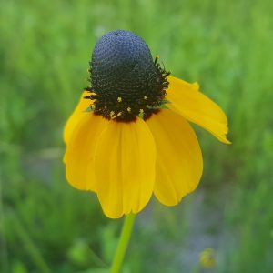 Clasping Coneflower Seeds Rudbeckia amplexicaulis