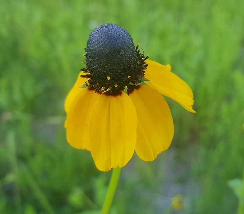 Clasping Coneflower Seeds Rudbeckia amplexicaulis