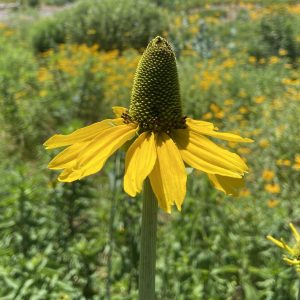 Giant Coneflower seeds