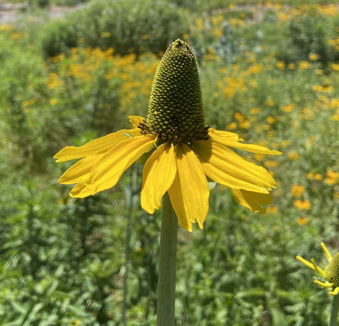 Giant Coneflower seeds