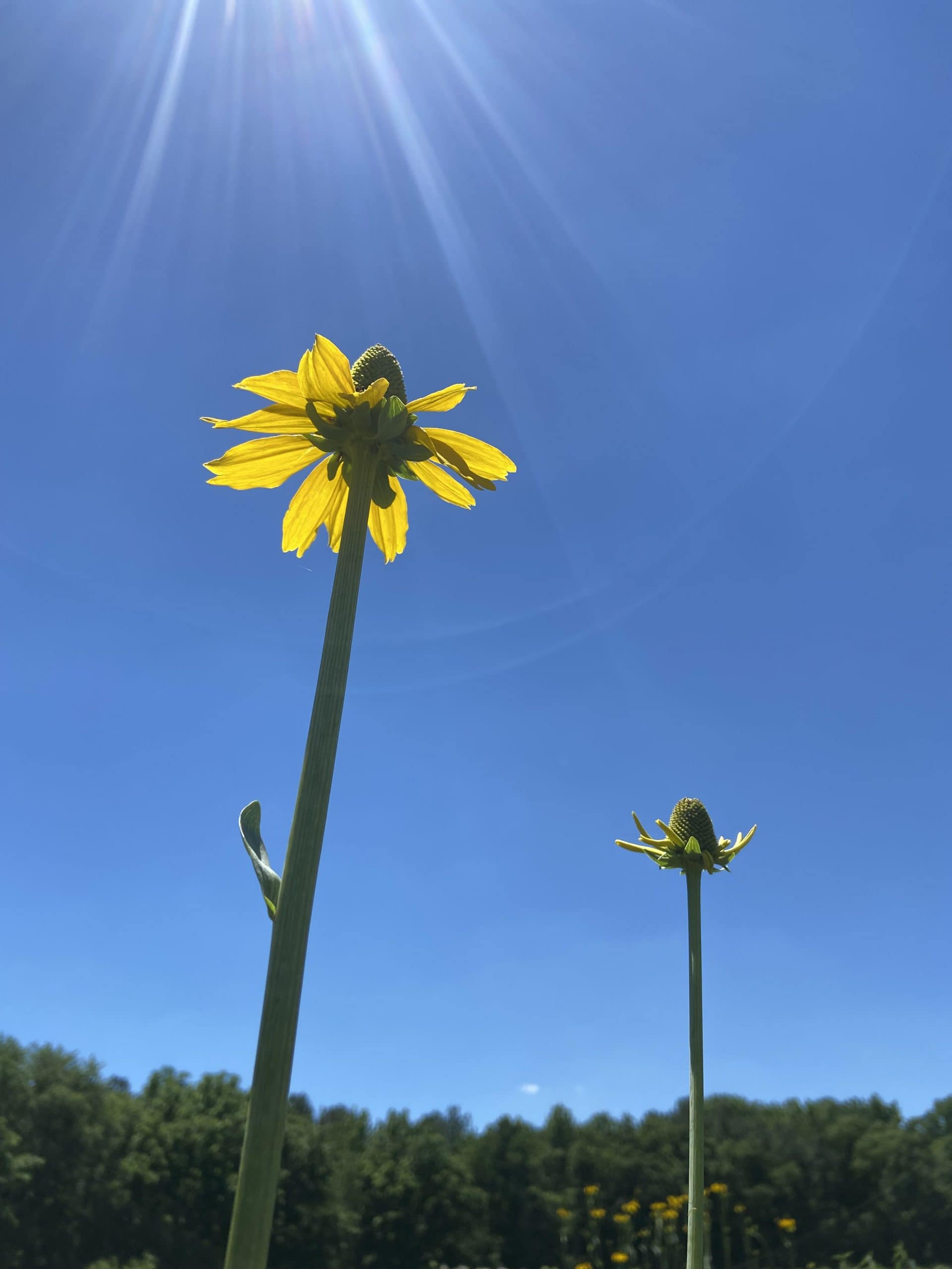 great-coneflower-seeds