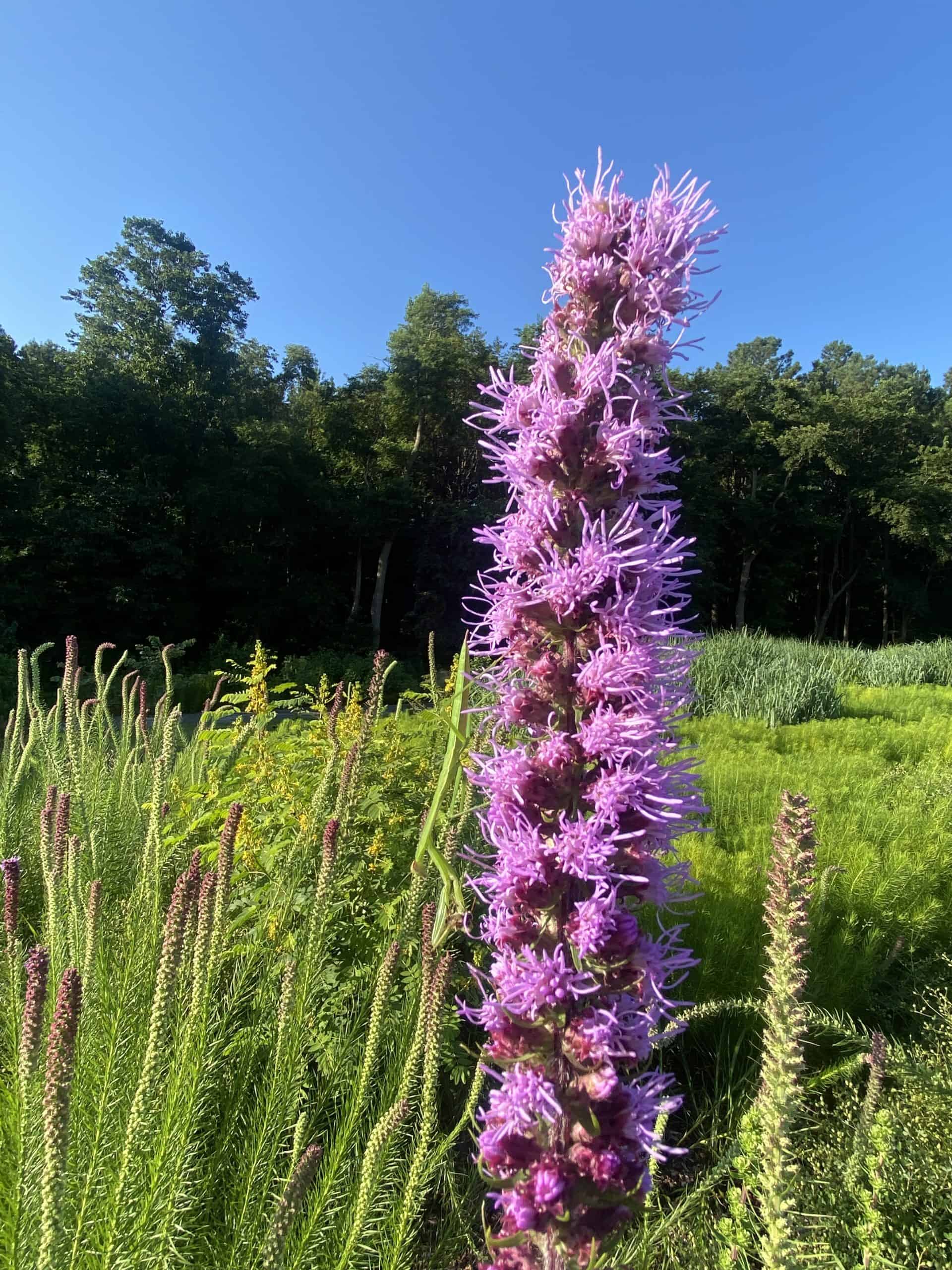 liatris-blazing-star-seeds