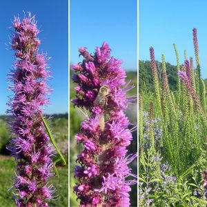 Prairie Blazing Star Seeds