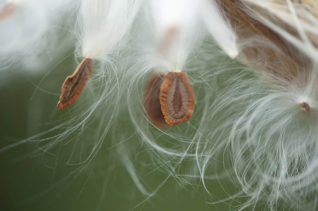 White Swamp Milkweed Seed pods