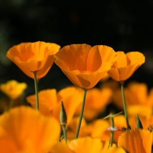 California Poppy Orange Flower Seed