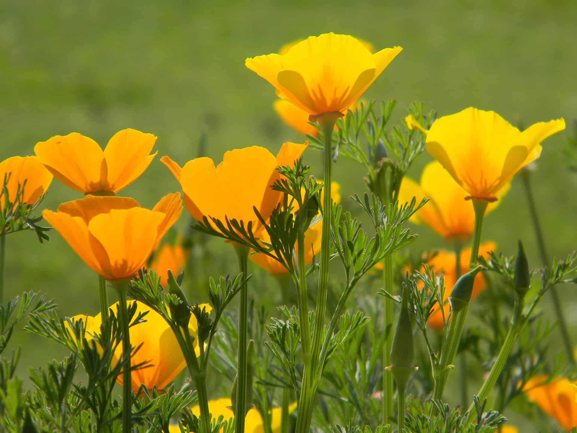California Poppy Orange Flower Seeds