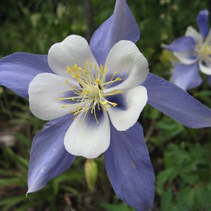 Blue rocky mountain columbine seeds