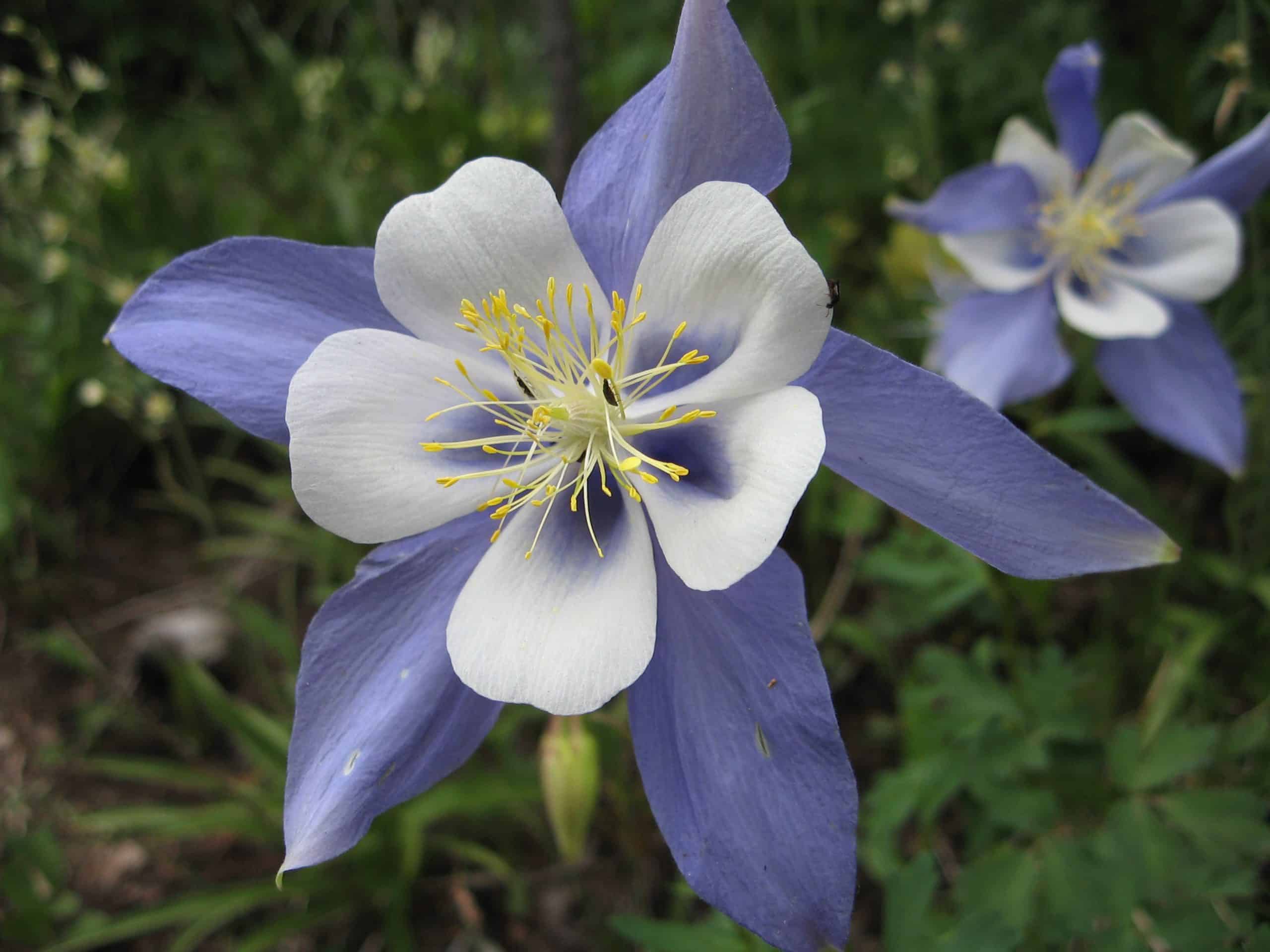 Blue rocky mountain columbine seeds