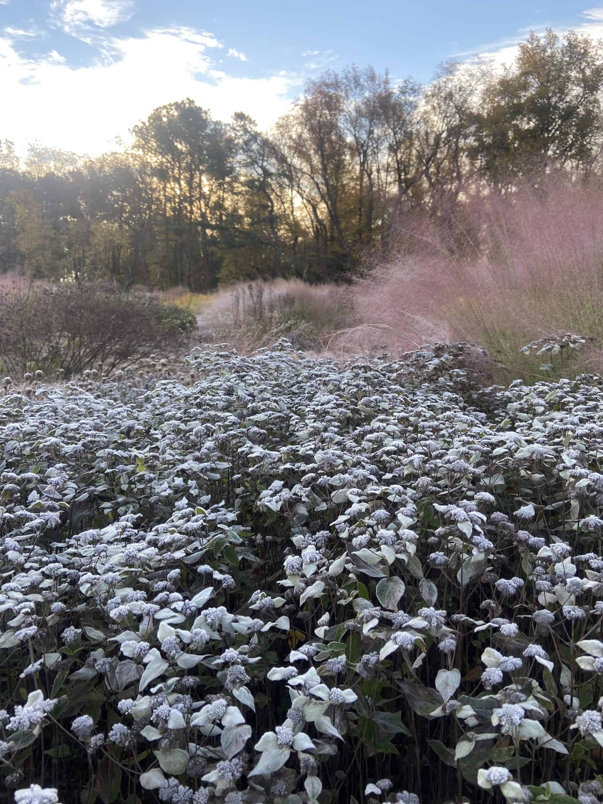 winter gardening winter gardening