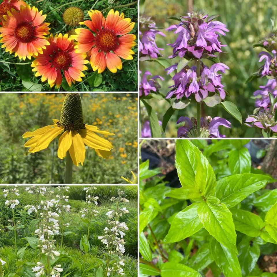 five-native-starter-plants