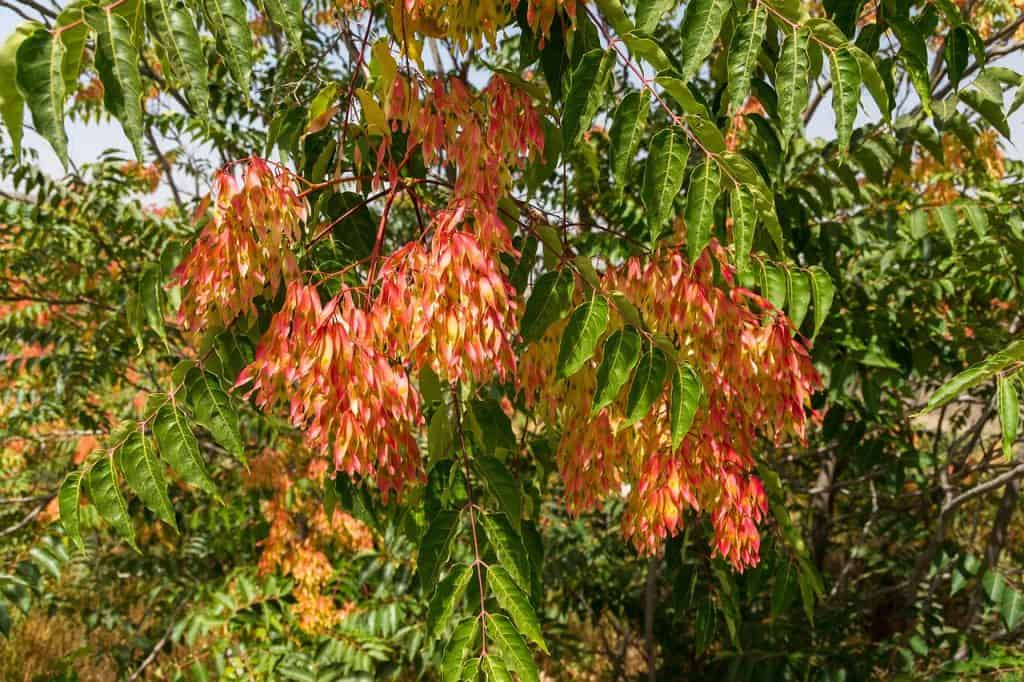 ailanthus-altissima-invasive-species