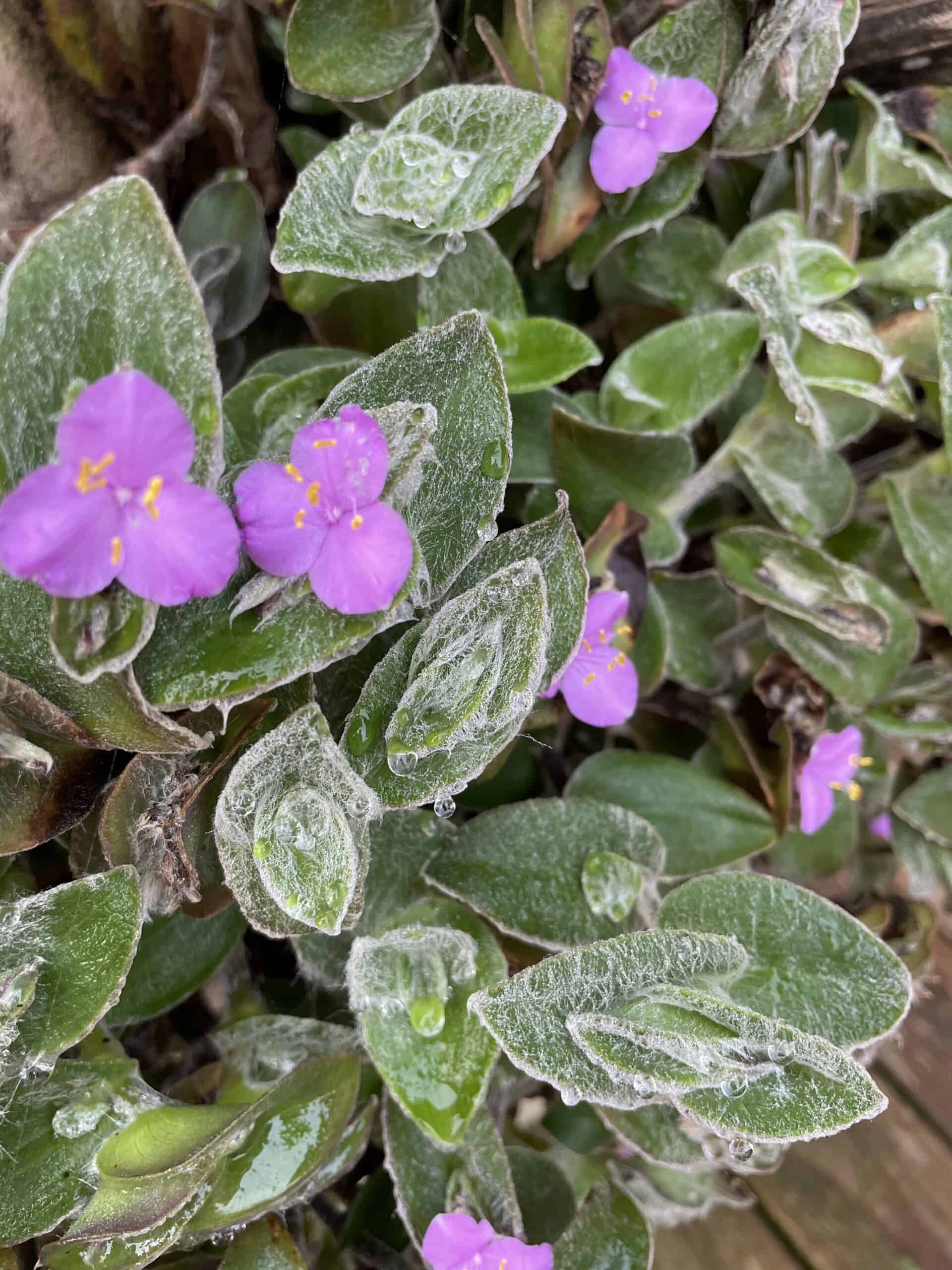 Tradescantia Callisa Assortment 5+ Cuttings Wandering Inch House Plant Nanouk Variegated - Image 5