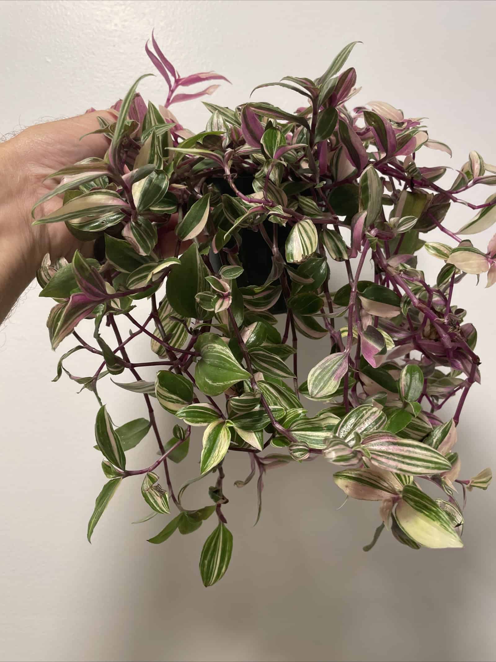 Tradescantia Callisa Assortment 5+ Cuttings Wandering Inch House Plant Nanouk Variegated - Image 3