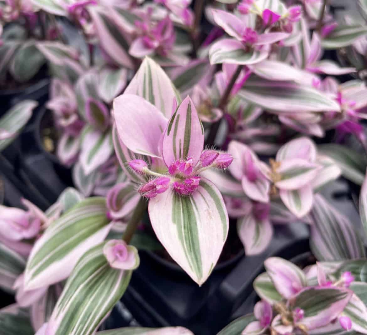 Tradescantia Callisa Assortment 5+ Cuttings Wandering Inch House Plant Nanouk Variegated - Image 2