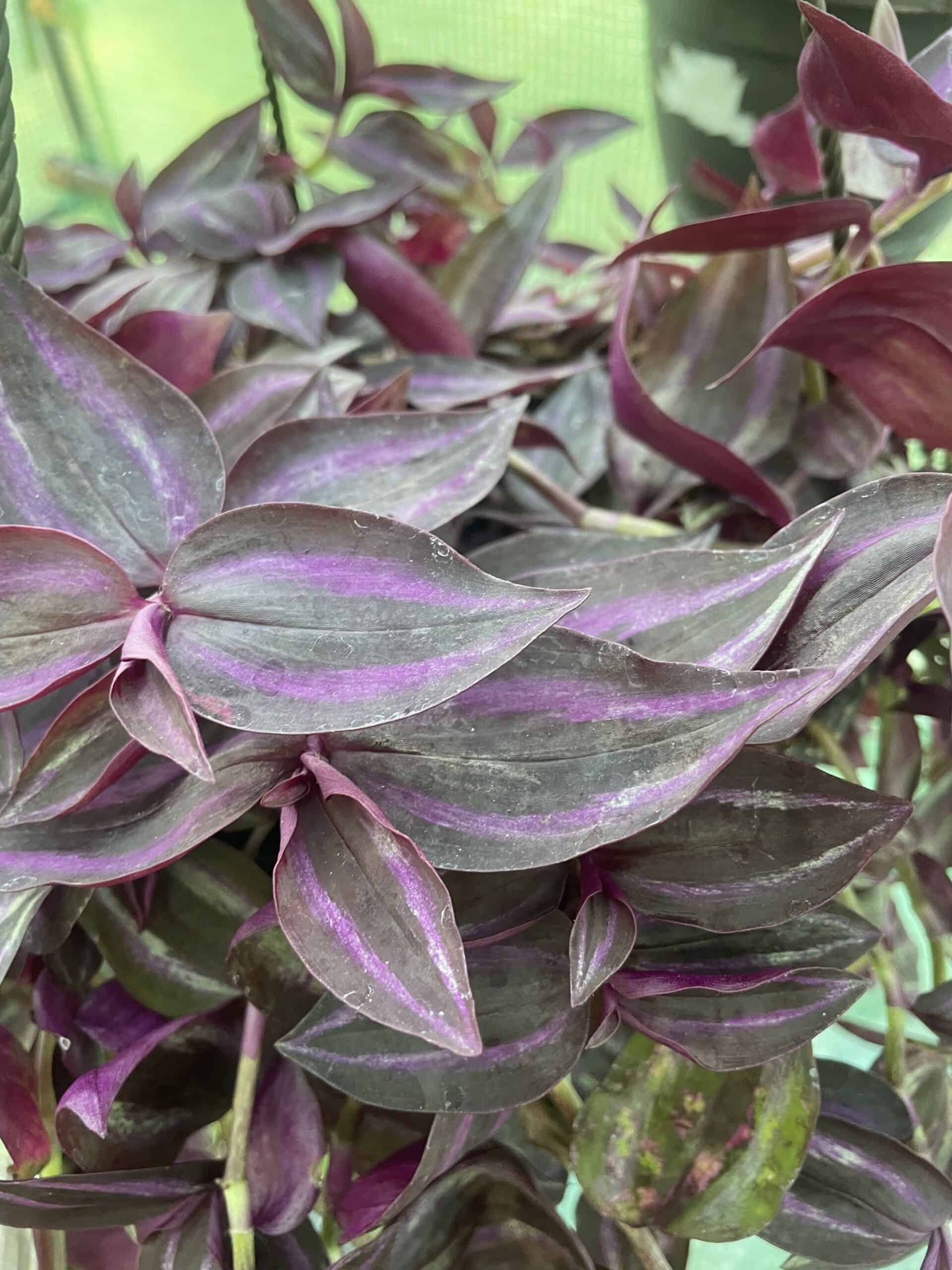 Tradescantia Callisa Assortment 5+ Cuttings Wandering Inch House Plant Nanouk Variegated - Image 4