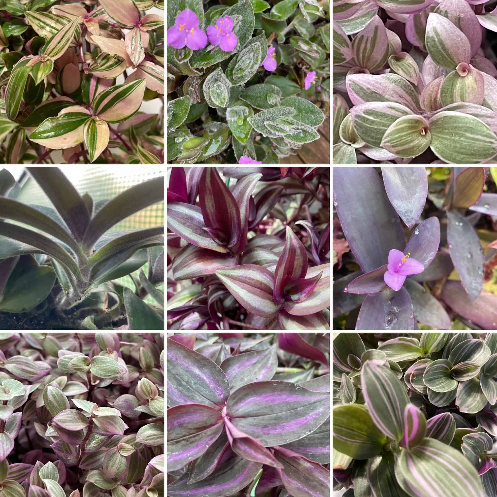 Tradescantia Callisa Assortment 5+ Cuttings Wandering Inch House Plant Nanouk Variegated