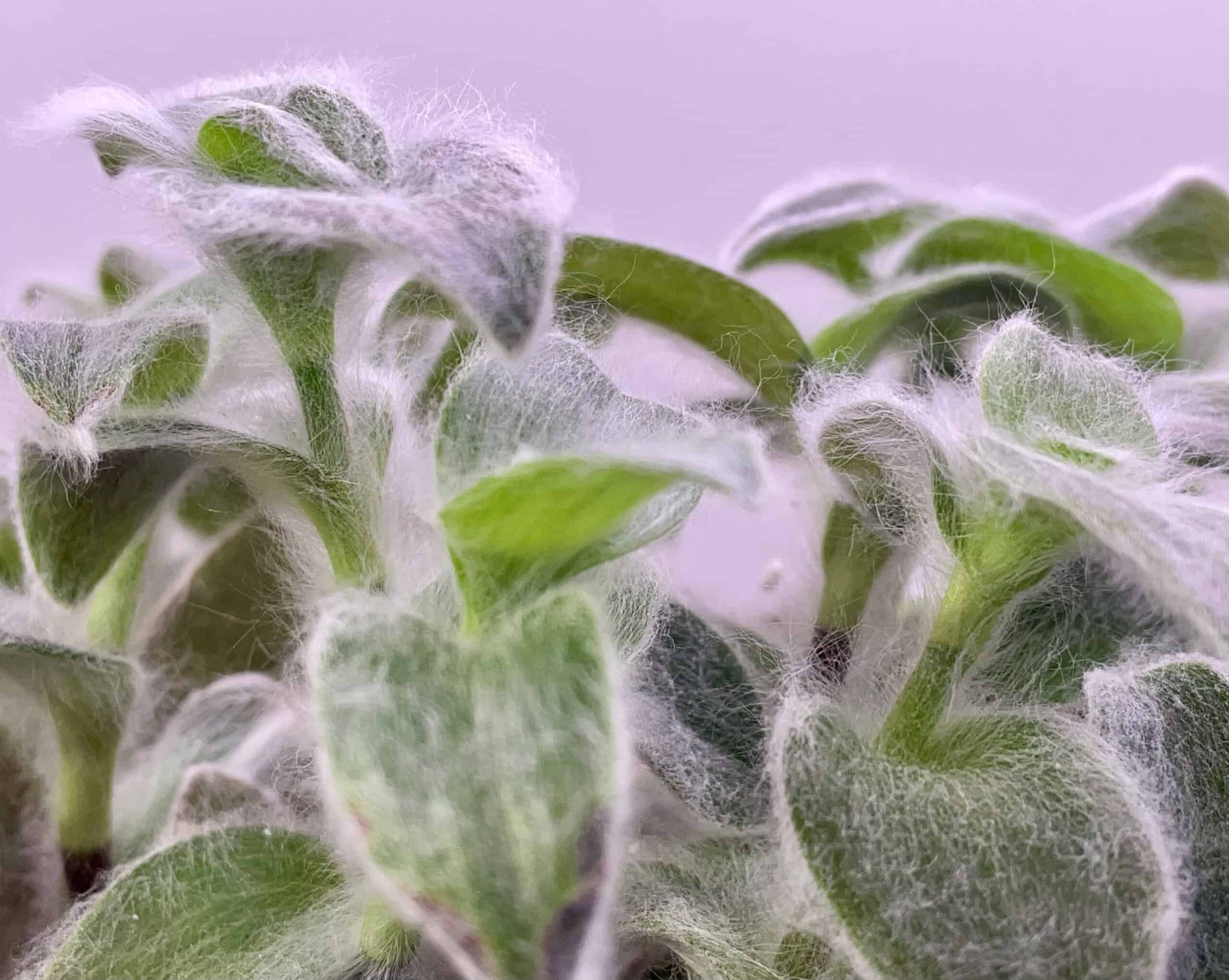 Tradescantia sillamontana ‘White Velvet’ Silver Leaf Cuttings – Stunning, Easy-to-Grow Trailing Houseplant - Image 5