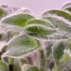 Tradescantia sillamontana ‘White Velvet’ Silver Leaf Cuttings – Stunning, Easy-to-Grow Trailing Houseplant
