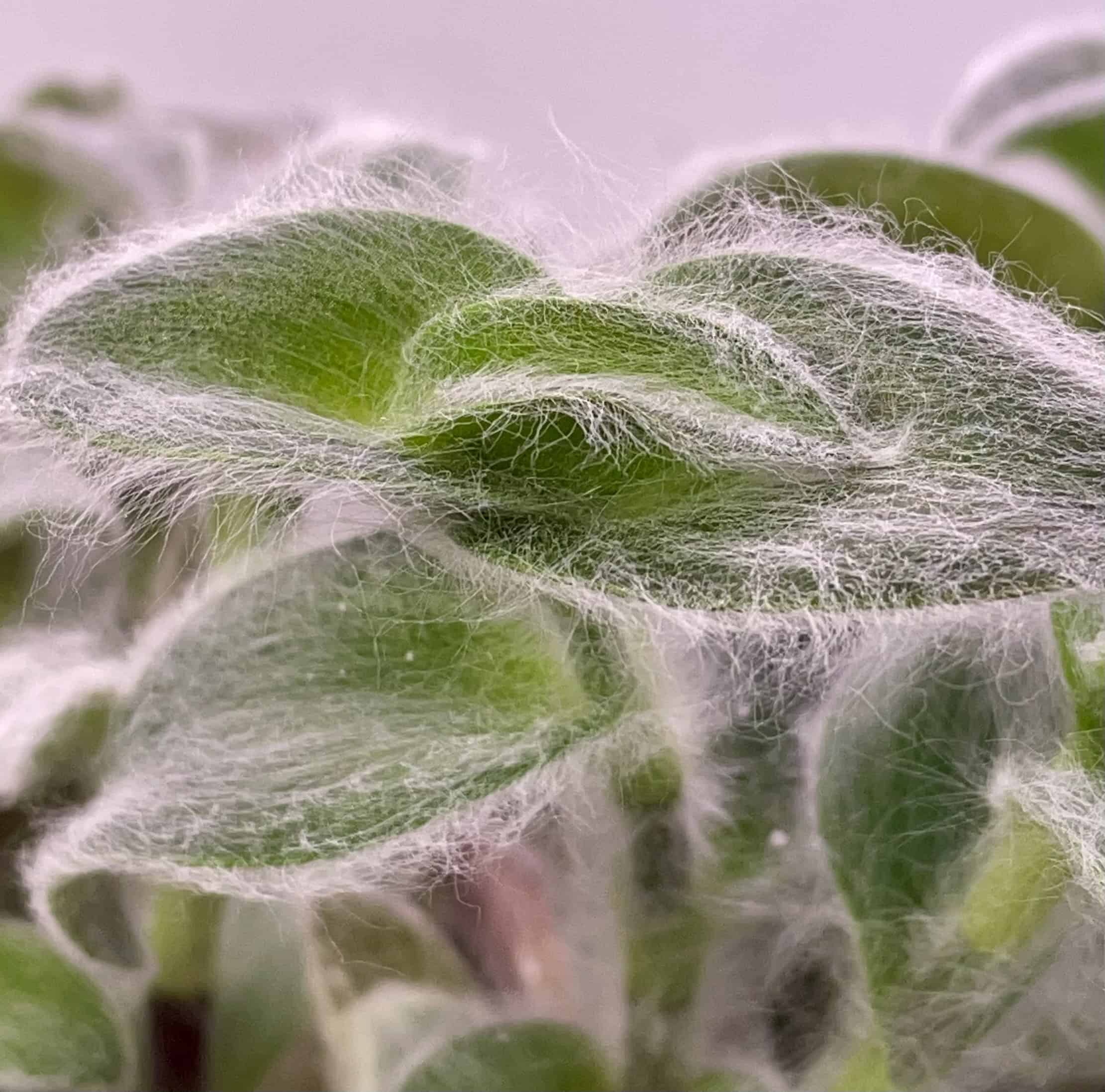 Tradescantia sillamontana ‘White Velvet’ Silver Leaf Cuttings – Stunning, Easy-to-Grow Trailing Houseplant