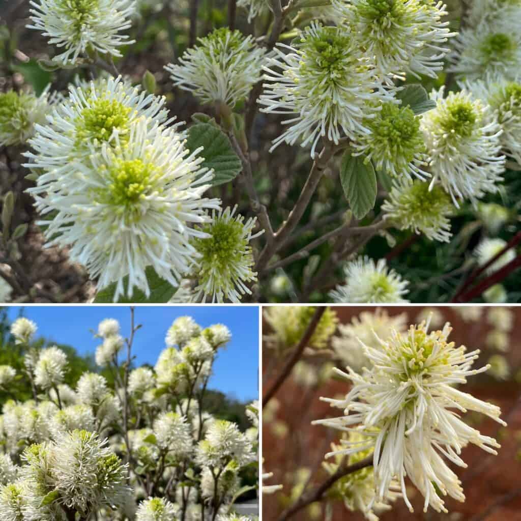Native Plants in Profile: Fothergilla gardenii