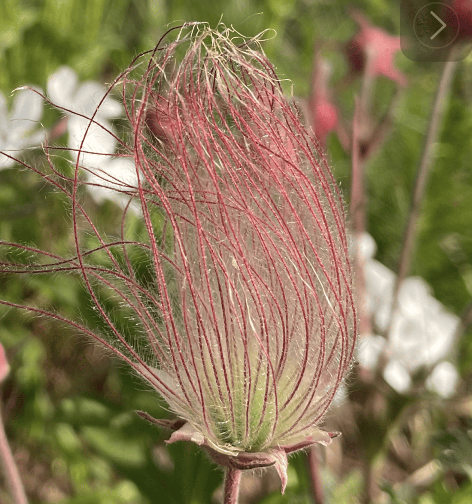 Native Plant Profile: Discover Geum triflorum – Prairie Smoke: Growing Tips