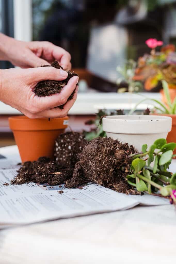Love Houseplants -Hate Fungus Gnats